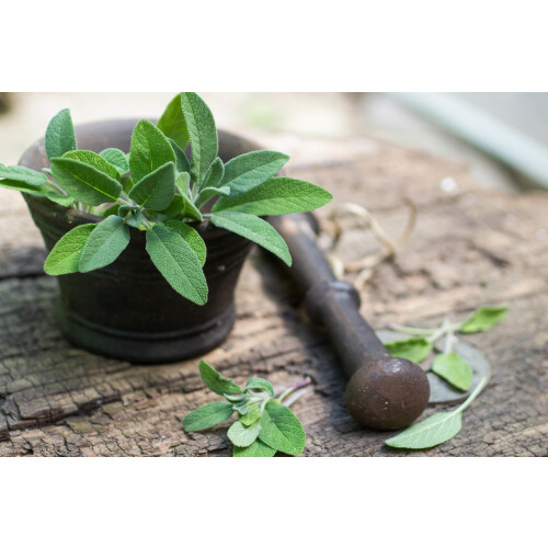 SAFLAX  - Salbei - Salvia - 60 Samen - Mit Substrat 2