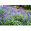 SAFLAX  - Salbei - Salvia - 60 Samen - Mit Substrat 7