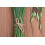 SAFLAX  - Schnittknoblauch - Allium - 100 Samen - Mit Substrat 5