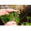 SAFLAX  - BIO - Ciboulette - 250 graines - Avec substrat - Allium 8