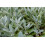 SAFLAX  - Salbei - Salvia - 60 Samen - Mit Substrat 4