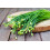 SAFLAX  - Schnittknoblauch - Allium - 100 Samen - Mit Substrat 8