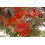 SAFLAX Anzucht Set - Feuerradbaum - Stenocarpus - 20 Samen 3