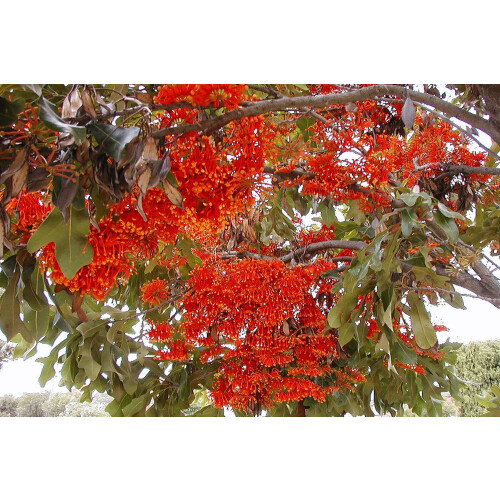 SAFLAX Anzucht Set - Feuerradbaum - Stenocarpus - 20 Samen 2