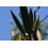 SAFLAX Anzucht Set - Tulpenbaum - Spathodea - 30 Samen 7