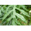 SAFLAX Anzucht Set - Feuerradbaum - Stenocarpus - 20 Samen 4