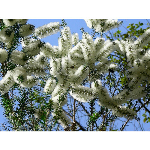 SAFLAX Anzucht Set - Australischer Teebaum - Melaleuca - 400 Samen 2