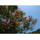 SAFLAX Anzucht Set - Tulpenbaum - Spathodea - 30 Samen 6