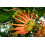 SAFLAX Anzucht Set - Feuerradbaum - Stenocarpus - 20 Samen 5