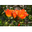 SAFLAX Anzucht Set - Tulpenbaum - Spathodea - 30 Samen 4