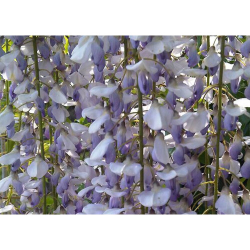 SAFLAX  - Blauregen - Wisteria - 4 Samen 2
