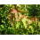 SAFLAX Anzucht Set - Amberbaum - Liquidamber - 100 Samen 5