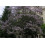 SAFLAX  - Blauglockenbaum - Paulownia - 200 Samen 3