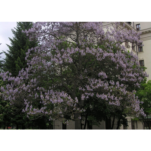 SAFLAX  - Blauglockenbaum - Paulownia - 200 Samen 2
