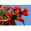 SAFLAX Anzucht Set - Tulpenbaum - Spathodea - 30 Samen 5