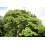 SAFLAX  - Blauglockenbaum - Paulownia - 200 Samen 2