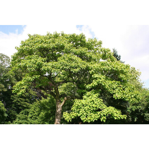 SAFLAX  - Blauglockenbaum - Paulownia - 200 Samen 1