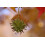 SAFLAX Anzucht Set - Amberbaum - Liquidamber - 100 Samen 8