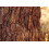 SAFLAX Anzucht Set - Amberbaum - Liquidamber - 100 Samen 4