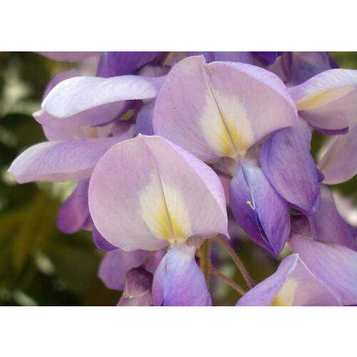 SAFLAX  - Blauregen - Wisteria - 4 Samen 1