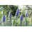 SAFLAX  - Tajinaste azul - 100 semillas - Echium 6