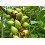 SAFLAX  - Blauglockenbaum - Paulownia - 200 Samen 5