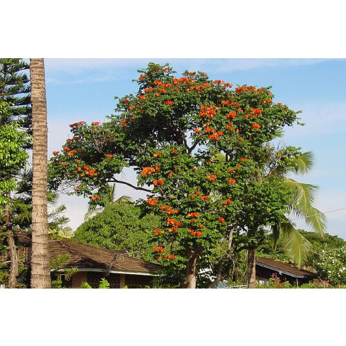SAFLAX Anzucht Set - Tulpenbaum - Spathodea - 30 Samen 2