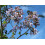 SAFLAX  - Blauglockenbaum - Paulownia - 200 Samen 6