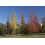 SAFLAX Anzucht Set - Amberbaum - Liquidamber - 100 Samen 3