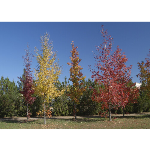 SAFLAX Anzucht Set - Amberbaum - Liquidamber - 100 Samen 2