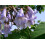 SAFLAX  - Blauglockenbaum - Paulownia - 200 Samen 4