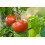SAFLAX Anzucht Set - Tomate - Berner Rose - Solanum - 10 Samen 3