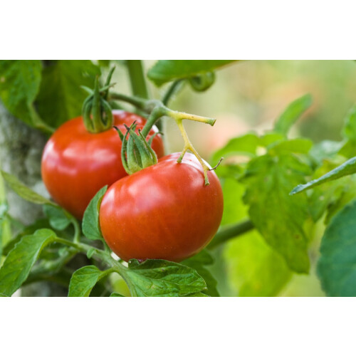 SAFLAX Anzucht Set - Tomate - Berner Rose - Solanum - 10 Samen 2