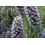 SAFLAX  - Tajinaste azul - 100 semillas - Echium 2