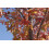 SAFLAX Anzucht Set - Amberbaum - Liquidamber - 100 Samen 6