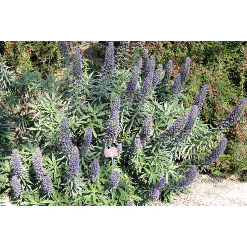 SAFLAX  - Tajinaste azul - 100 semillas - Echium 2