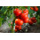 SAFLAX Anzucht Set - Tomate - Berner Rose - Solanum - 10 Samen 4