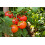 SAFLAX Anzucht Set - Tomate - Berner Rose - Solanum - 10 Samen 8