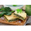 SAFLAX Anzucht Set - Spinat - Matador - Spinacia - 300 Samen 8