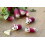 SAFLAX Anzucht Set - Radieschen - French Breakfast - Raphanus - 150 Samen 4