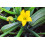 SAFLAX  - Zucchini - Nero di Milano - Cucurbita - 6 Samen 2
