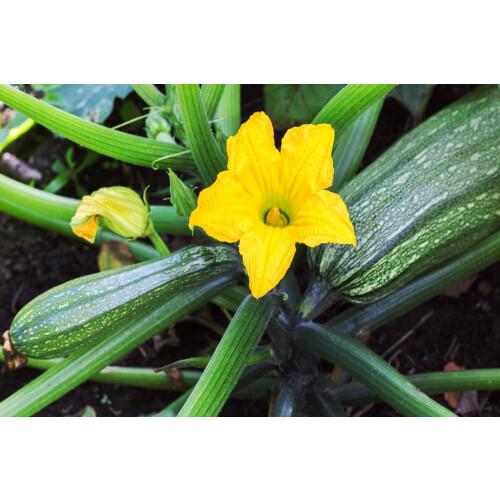 SAFLAX  - Zucchini - Nero di Milano - Cucurbita - 6 Samen 1