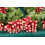 SAFLAX Anzucht Set - Radieschen - French Breakfast - Raphanus - 150 Samen 3