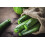 SAFLAX  - Zucchini - Nero di Milano - Cucurbita - 6 Samen 3