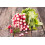 SAFLAX Anzucht Set - Radieschen - French Breakfast - Raphanus - 150 Samen 7