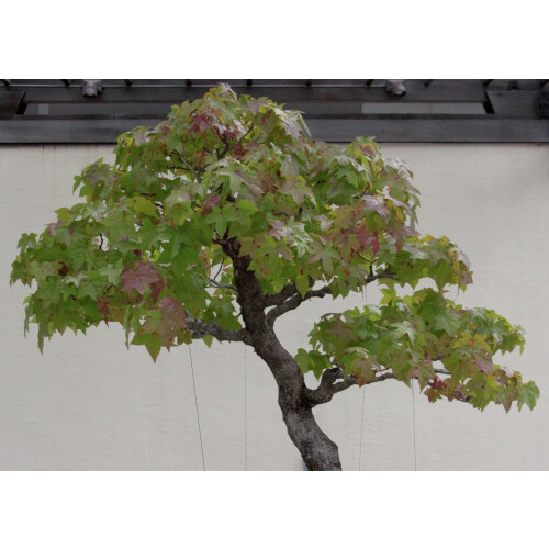 SAFLAX - Copalme d'Amérique - 100 graines - Liquidamber styraciflua 1