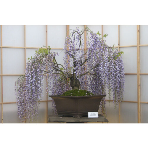 SAFLAX  - Afrikanischer Blauregen - Bolusanthus - 15 Samen 1
