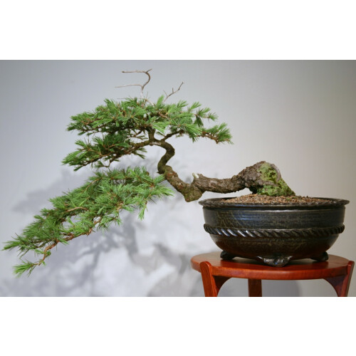 SAFLAX  - Himalaya Zeder - Cedrus - 35 Samen 1