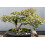 SAFLAX  - Mirto - 30 semillas - Myrtus 2