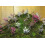 SAFLAX  - Blütenkirsche - Prunus - 30 Samen 2